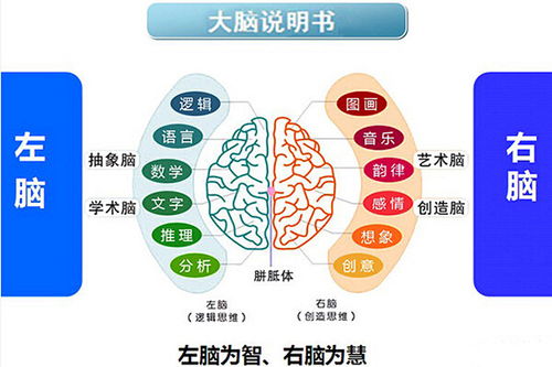 全腦教育加盟成本解析 總投資10.51萬元的可行性分析